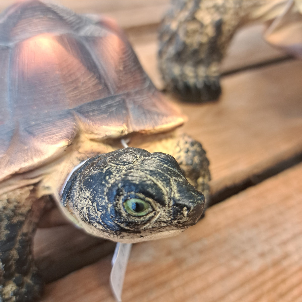 Skildpadde sæt af 2